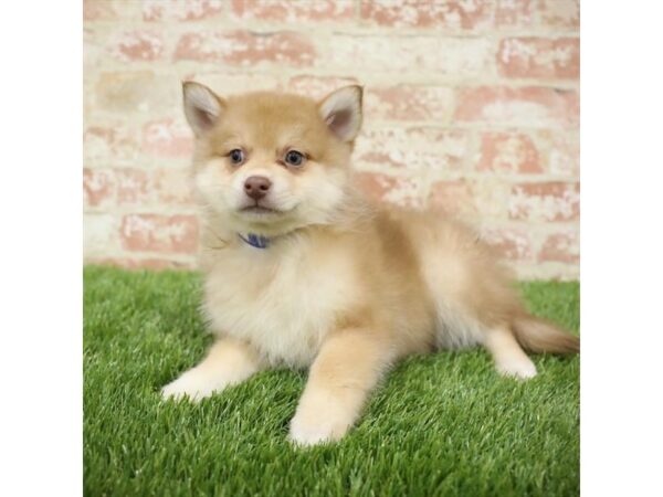 Pomsky 2nd Gen-DOG-Female-Red-25851-Dream Tails Sarasota, Florida