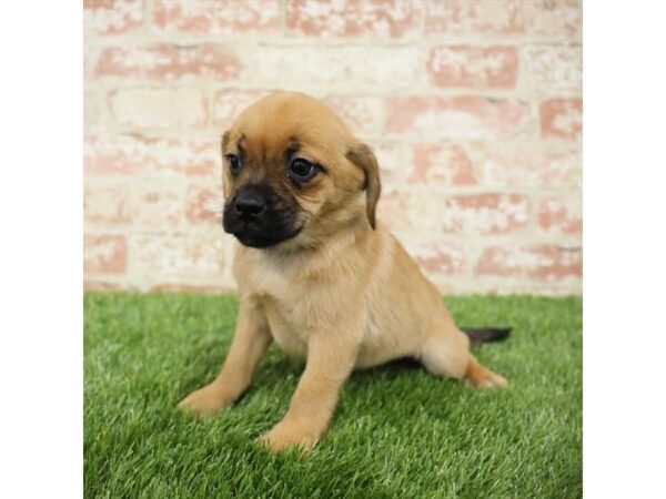 Puggle-DOG-Female-Fawn-25843-Dream Tails Sarasota, Florida