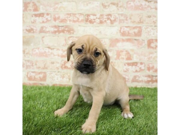 Puggle-DOG-Male-Fawn-25844-Dream Tails Sarasota, Florida