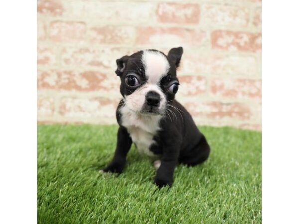Boston Terrier-DOG-Female-Black / White-25837-Dream Tails Sarasota, Florida