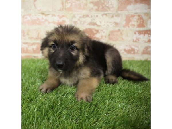 German Shepherd-DOG-Male-Black / Tan-25846-Dream Tails Sarasota, Florida