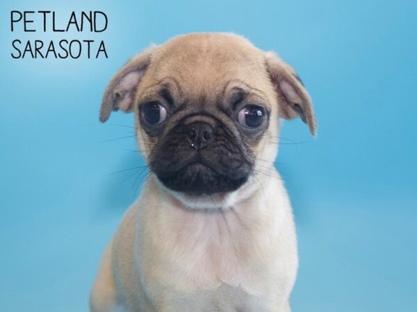 Pug-DOG-Male-Fawn-25840-Dream Tails Sarasota, Florida