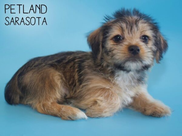 Shorkie-DOG-Male-BEIGE-25836-Dream Tails Sarasota, Florida
