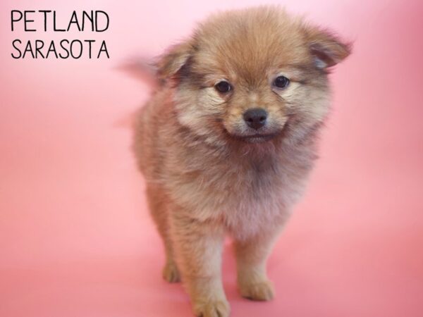 Pomeranian-DOG-Female-SABLE-25835-Dream Tails Sarasota, Florida