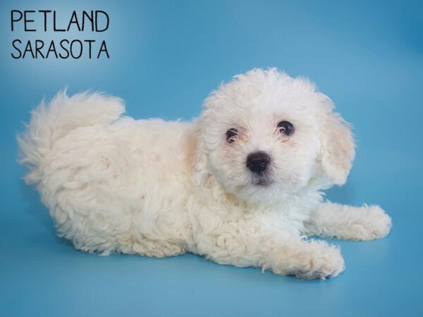 Bichonpoo-DOG-Male-WHITE-25834-Dream Tails Sarasota, Florida