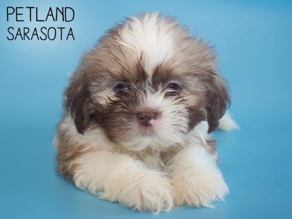 Shih Tzu-DOG-Male-CHOC WHITE-25833-Dream Tails Sarasota, Florida