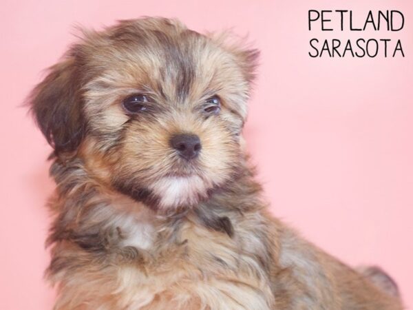 Shorkie-DOG-Female-BEIGE-25832-Dream Tails Sarasota, Florida