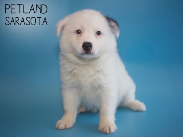 Huskimo-DOG-Male-WHT-25829-Dream Tails Sarasota, Florida