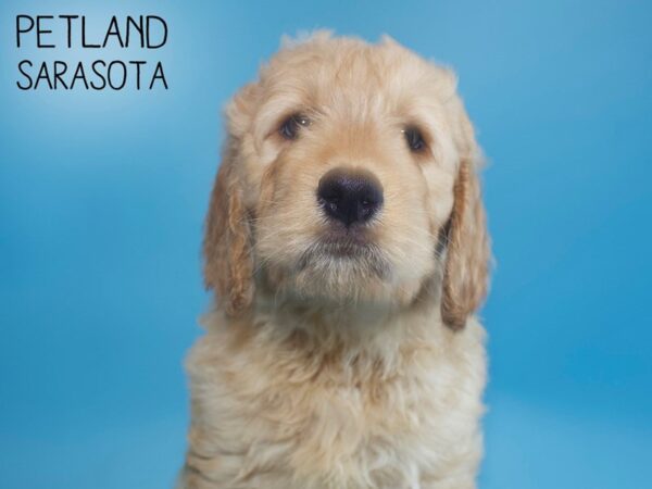 Goldendoodle-DOG-Male-Red-25828-Dream Tails Sarasota, Florida