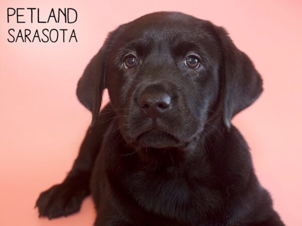 Labrador Retriever-DOG-Female-Black-25824-Dream Tails Sarasota, Florida
