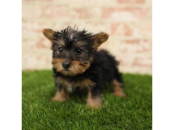 Silky Terrier-DOG-Female-Black / Tan-25865-Dream Tails Sarasota, Florida