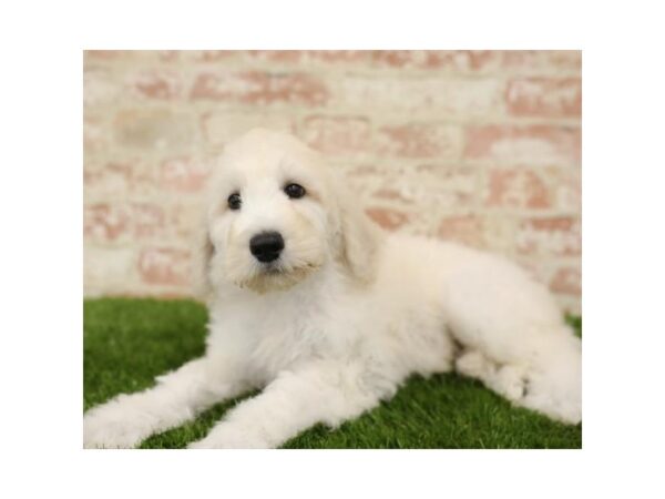 Goldendoodle-DOG-Male-Light Golden-25869-Dream Tails Sarasota, Florida