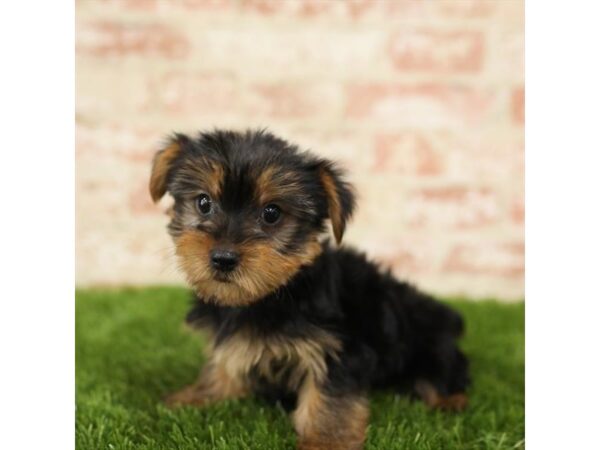 Yorkshire Terrier-DOG-Female-Black / Tan-25866-Dream Tails Sarasota, Florida