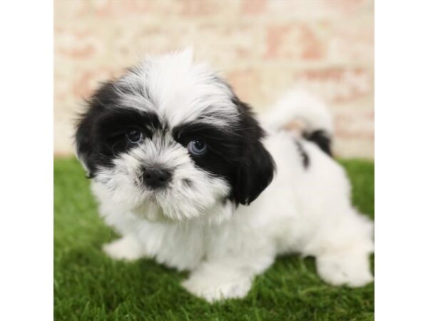 Shih Tzu-DOG-Male-Black / White-25864-Dream Tails Sarasota, Florida