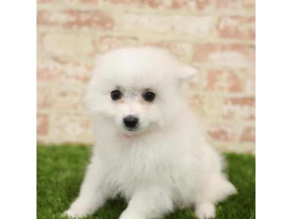 American Eskimo Dog-DOG-Female-White-25867-Dream Tails Sarasota, Florida