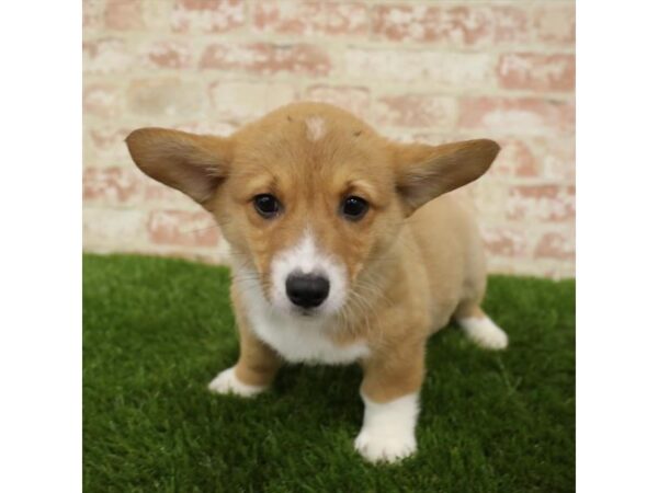 Pembroke Welsh Corgi-DOG-Male-Red / White-25862-Dream Tails Sarasota, Florida