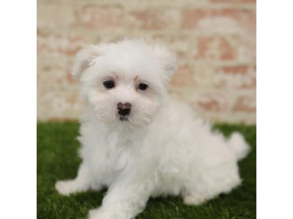 Maltese-DOG-Male-White-25861-Dream Tails Sarasota, Florida