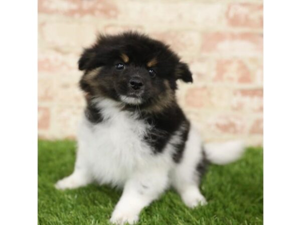 Pomeranian-DOG-Male-Black White / Tan-25863-Dream Tails Sarasota, Florida