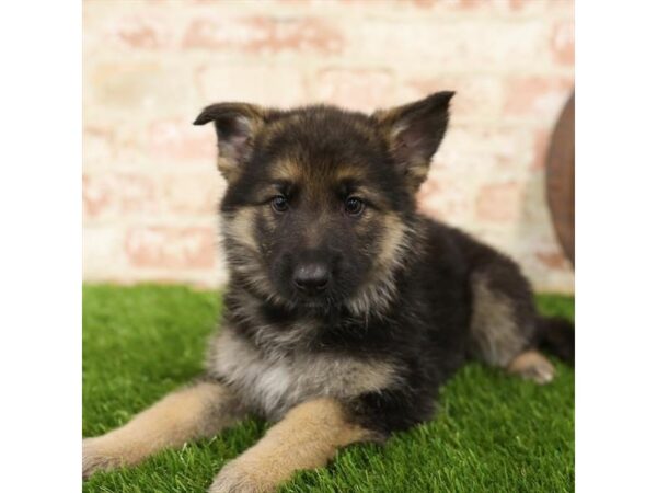 German Shepherd-DOG-Female-Black / Tan-25868-Dream Tails Sarasota, Florida