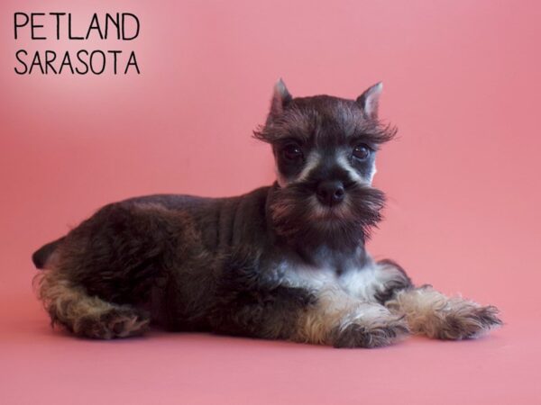 Miniature Schnauzer-DOG-Female-SALT PEPPER-25860-Dream Tails Sarasota, Florida