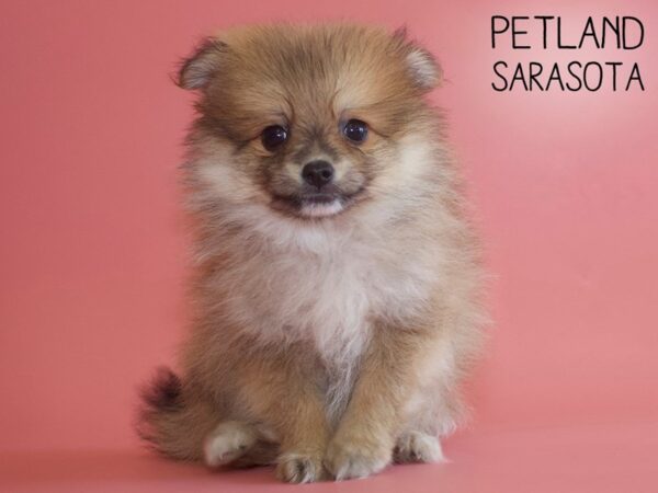 Pomeranian-DOG-Male-RED-25859-Dream Tails Sarasota, Florida