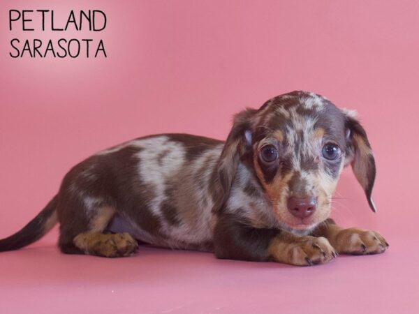 Dachshund-DOG-Female-CHOC DAPPLE-25858-Dream Tails Sarasota, Florida