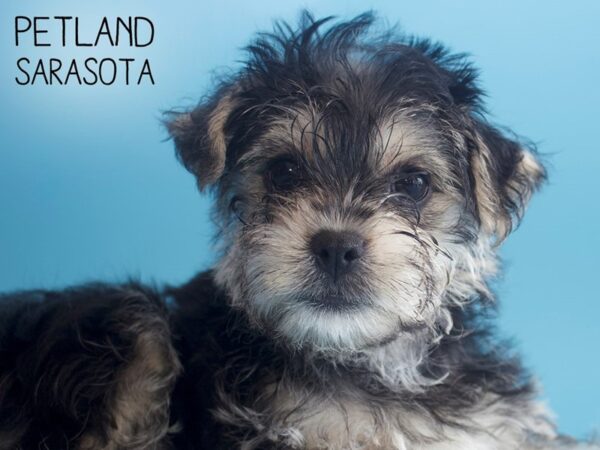 Yorkiepoo-DOG-Male-BLK TAN-25857-Dream Tails Sarasota, Florida