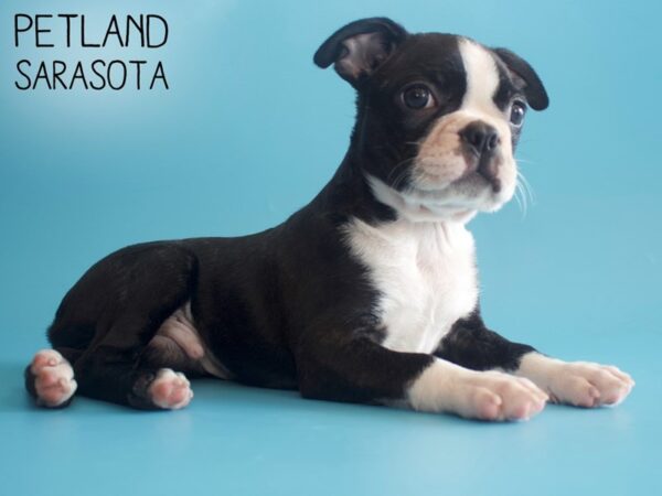 Boston Terrier-DOG-Male-brindle white-25856-Dream Tails Sarasota, Florida