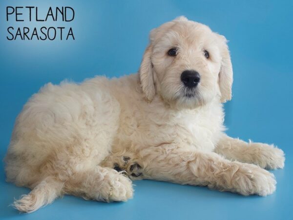 Goldendoodle-DOG-Male-Golden-25855-Dream Tails Sarasota, Florida
