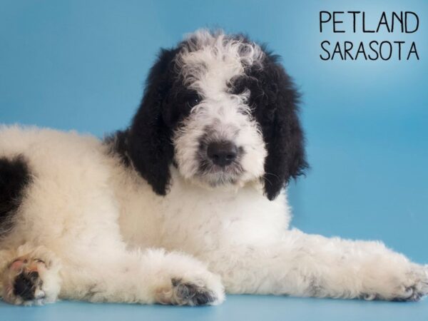 Goldendoodle-DOG-Male-Black White-25854-Dream Tails Sarasota, Florida