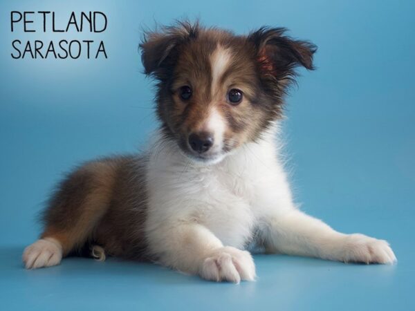 Shetland Sheepdog-DOG-Male-Sable & White-25852-Dream Tails Sarasota, Florida