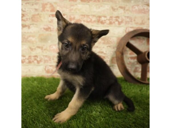 German Shepherd-DOG-Female-Black / Tan-25891-Dream Tails Sarasota, Florida