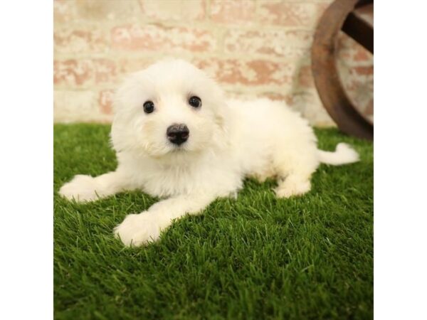Maltipoo-DOG-Male-White-25893-Dream Tails Sarasota, Florida