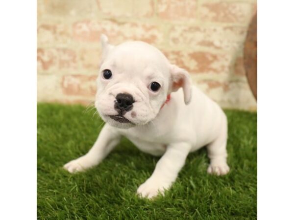 French Bulldog-DOG-Female-White-25879-Dream Tails Sarasota, Florida