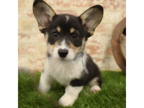 Pembroke Welsh Corgi-DOG-Male-Black-25881-Dream Tails Sarasota, Florida