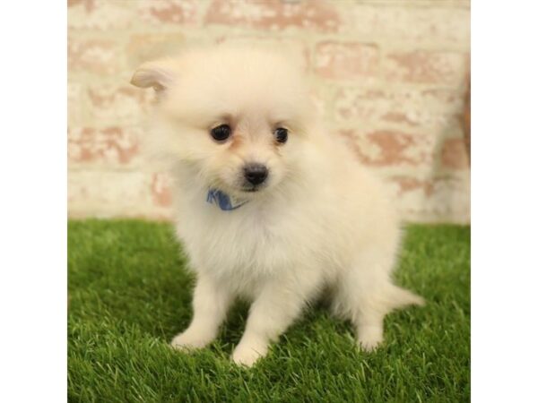 Pomeranian-DOG-Female-Orange-25882-Dream Tails Sarasota, Florida