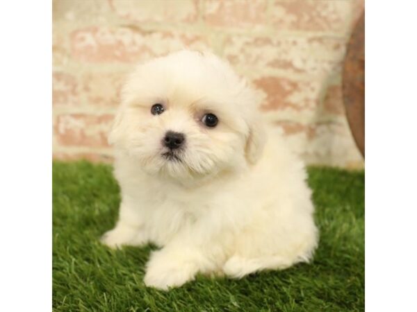 Teddy Bear-DOG-Male-White-25888-Dream Tails Sarasota, Florida