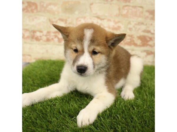 Shiba Inu-DOG-Male-Red Sesame-25887-Dream Tails Sarasota, Florida