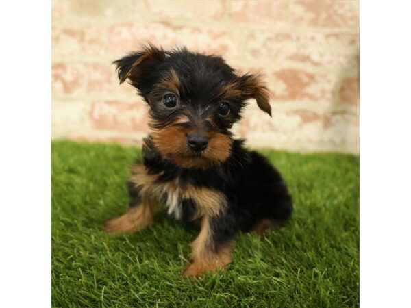 Yorkshire Terrier-DOG-Male-Black / Tan-25884-Dream Tails Sarasota, Florida