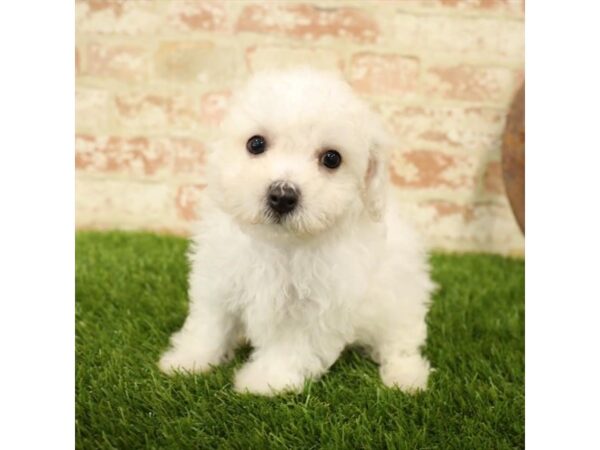 Bichon Frise-DOG-Male-White-25880-Dream Tails Sarasota, Florida