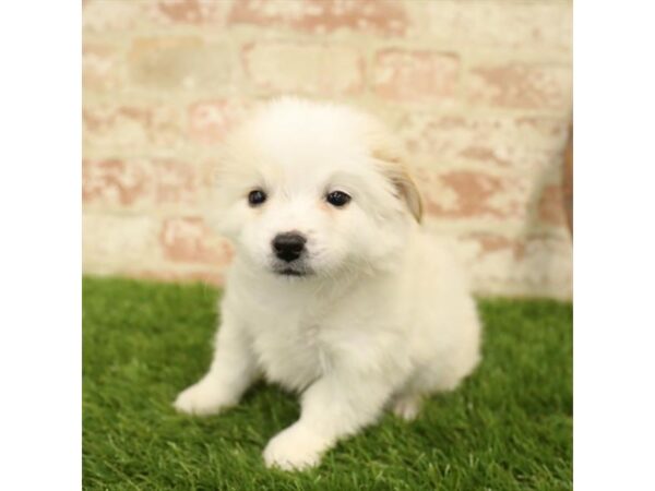 Pomchi-DOG-Male-Cream-25889-Dream Tails Sarasota, Florida