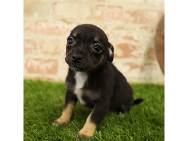 Chiweenie-DOG-Female-Black / Tan-25890-Dream Tails Sarasota, Florida