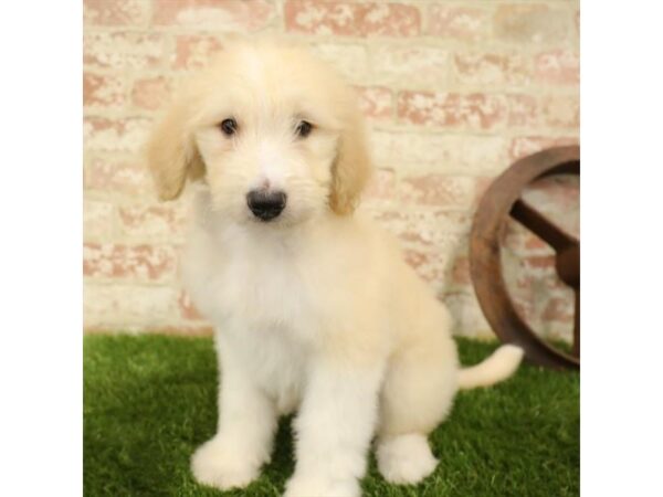 Great Pyrenees-poo-DOG-Male-Apricot-25892-Dream Tails Sarasota, Florida