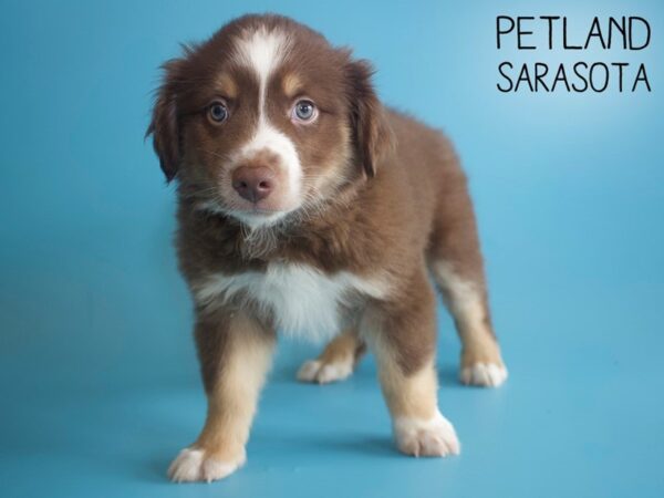 Miniature Australian Shepherd-DOG-Male-TRI-25878-Dream Tails Sarasota, Florida