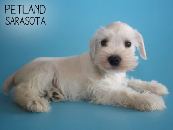 Miniature Schnauzer-DOG-Male-White-25877-Dream Tails Sarasota, Florida