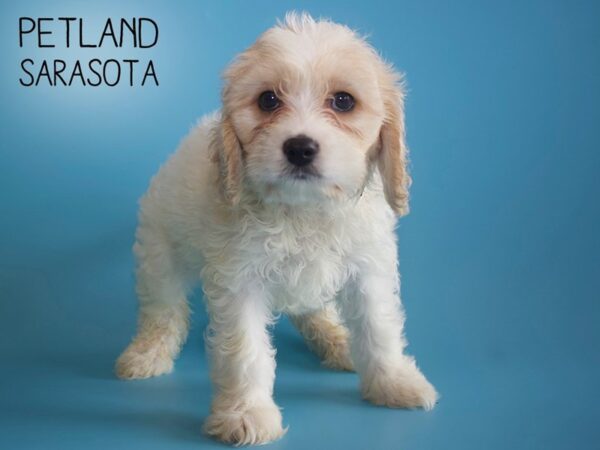 Cavachon-DOG-Male-blienhiem-25876-Dream Tails Sarasota, Florida
