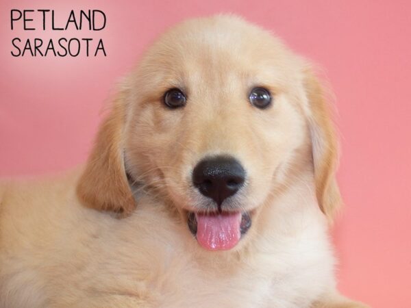 Golden Retriever-DOG-Female-Golden-25872-Dream Tails Sarasota, Florida