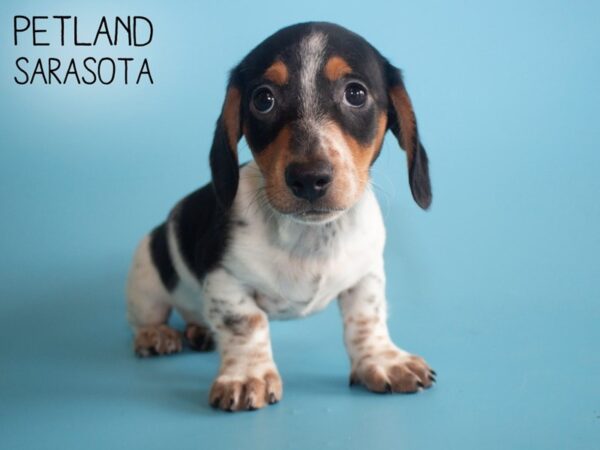 Dachshund-DOG-Male-BLACK WHITE-25874-Dream Tails Sarasota, Florida