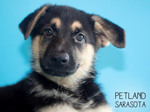 German Shepherd-DOG-Male-Black and Tan-25871-Dream Tails Sarasota, Florida