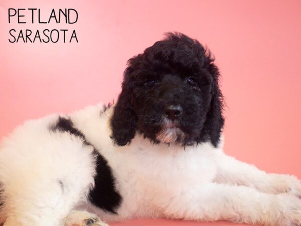 Labradoodle-DOG-Female-Parti-25870-Dream Tails Sarasota, Florida